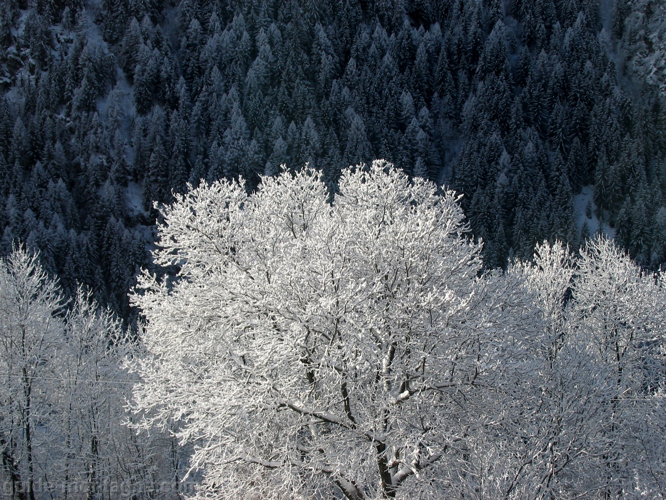 Vallee de Peisey 3